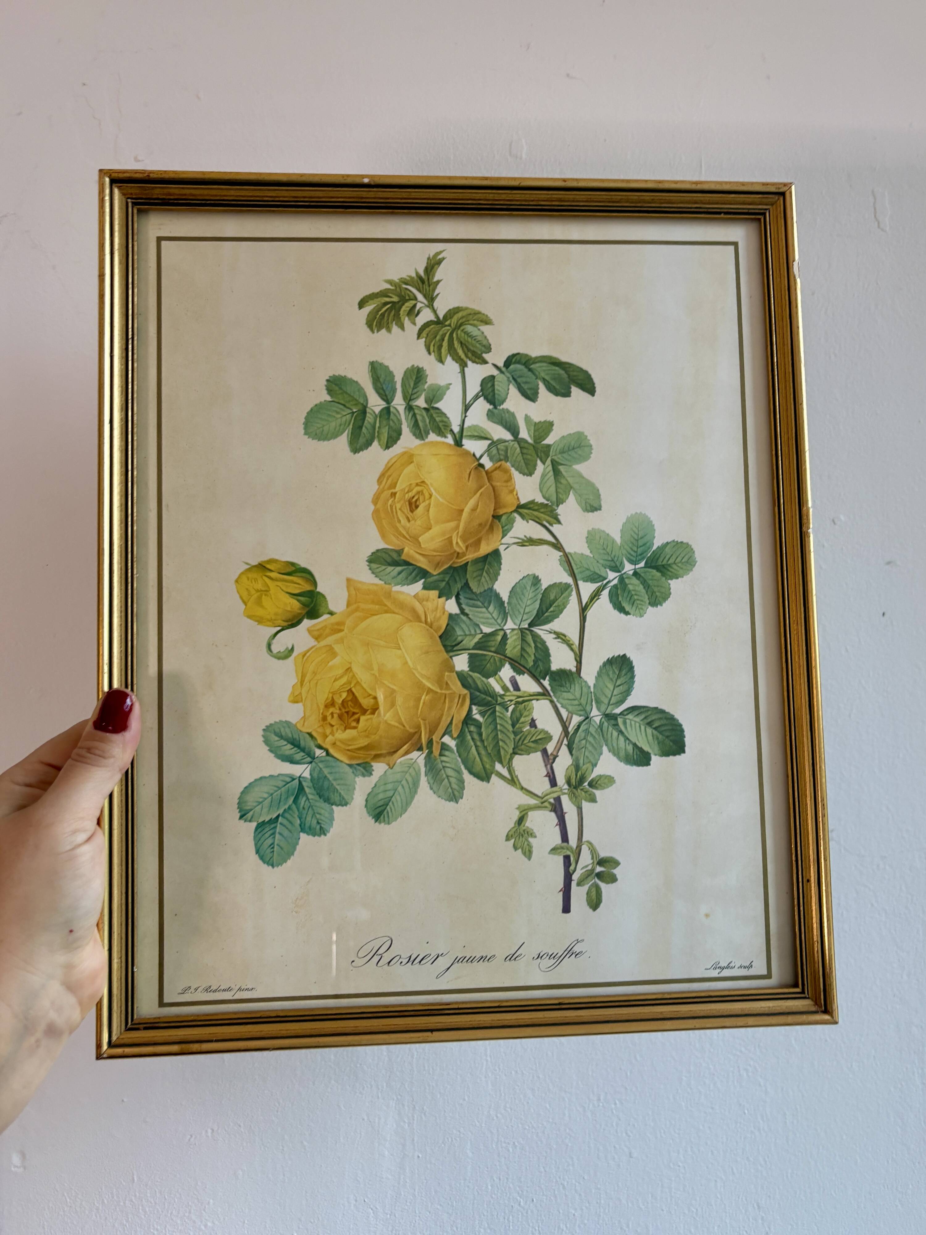 Old frame pink yellow Dreaded