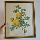 Old frame pink yellow Dreaded