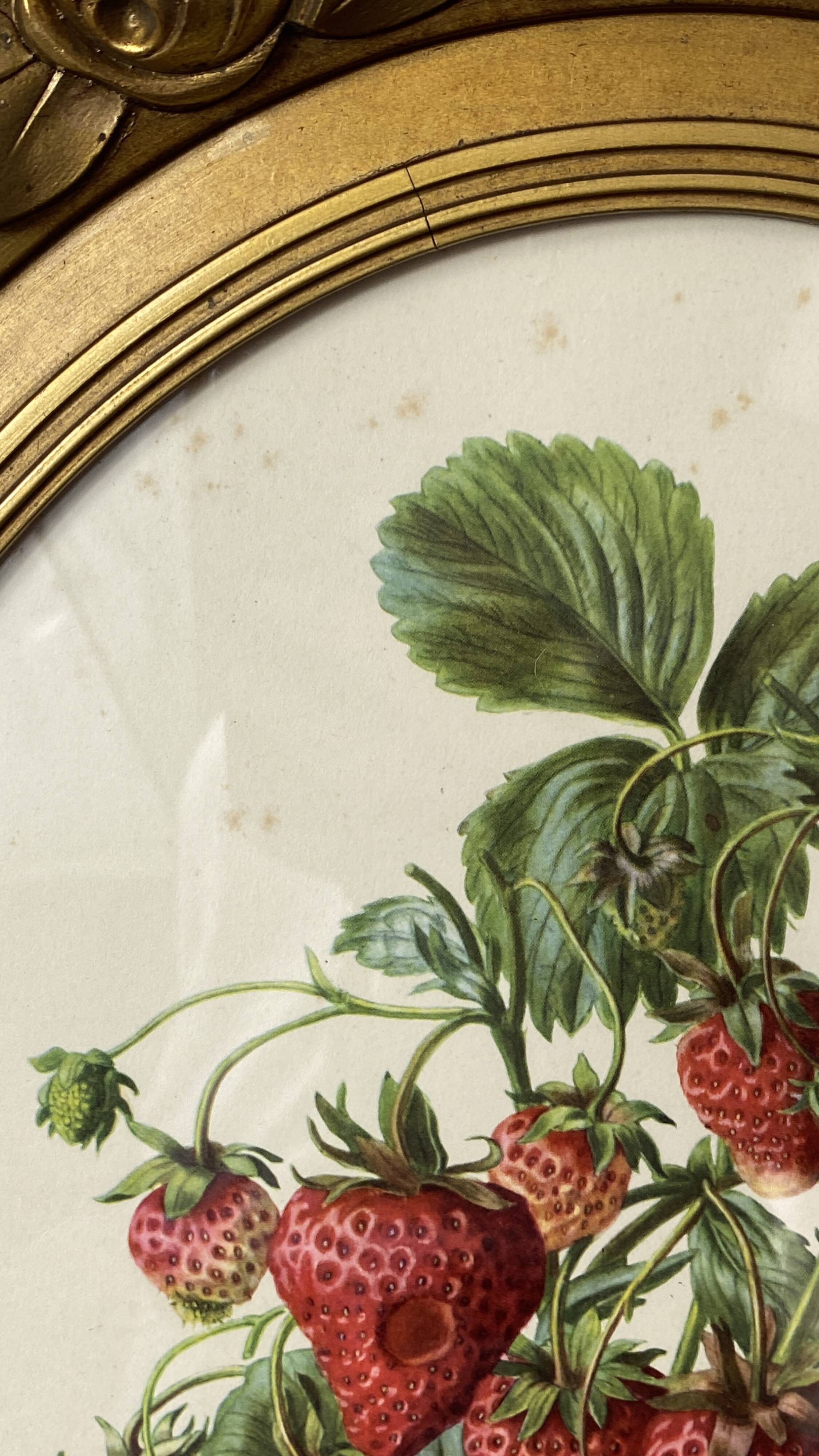 Framed botanical print of Fragaria Grandiflora