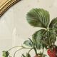 Framed botanical print of Fragaria Grandiflora
