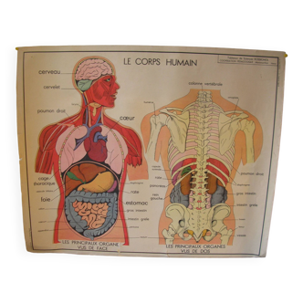 Old school poster Rossignol The Human Body and the digestive system 90 cm