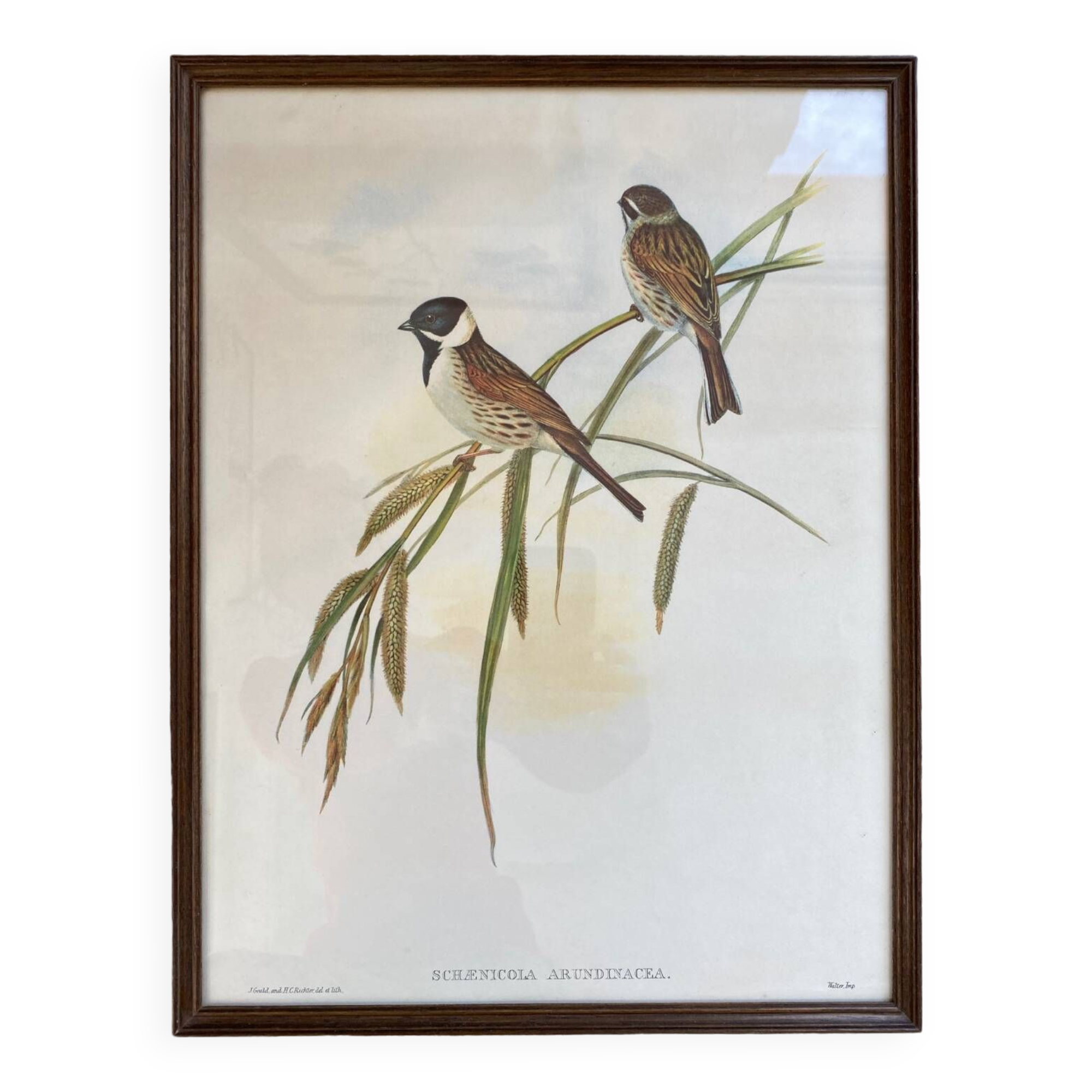 Large ornithological board