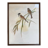 Large ornithological board