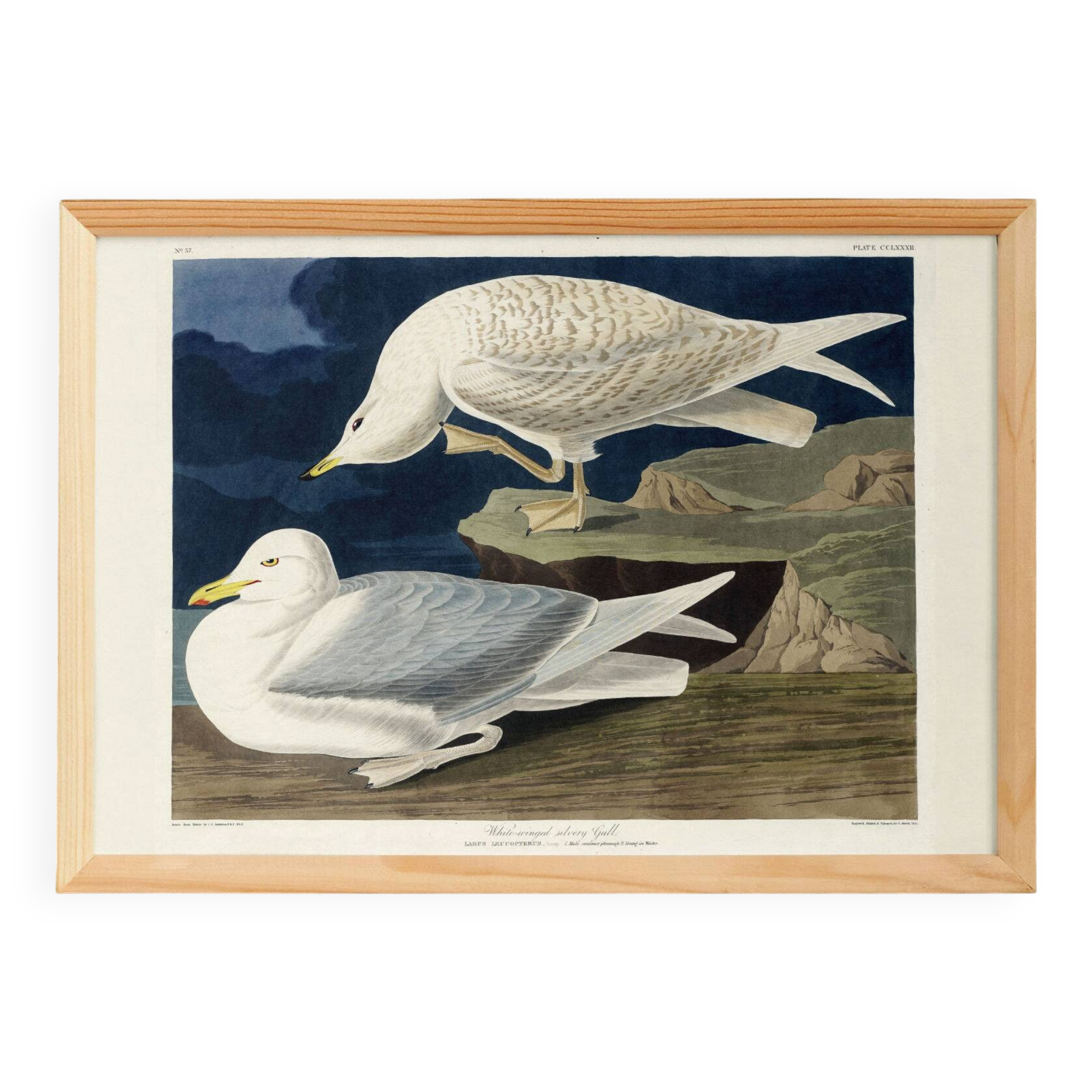 Poster about the Seagull, based on an old engraving from 1827.
