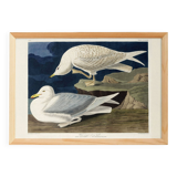 Poster about the Seagull, based on an old engraving from 1827.