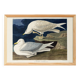 Poster about the Seagull, based on an old engraving from 1827.
