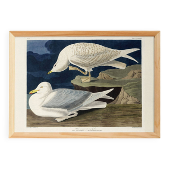Poster about the Seagull, based on an old engraving from 1827.