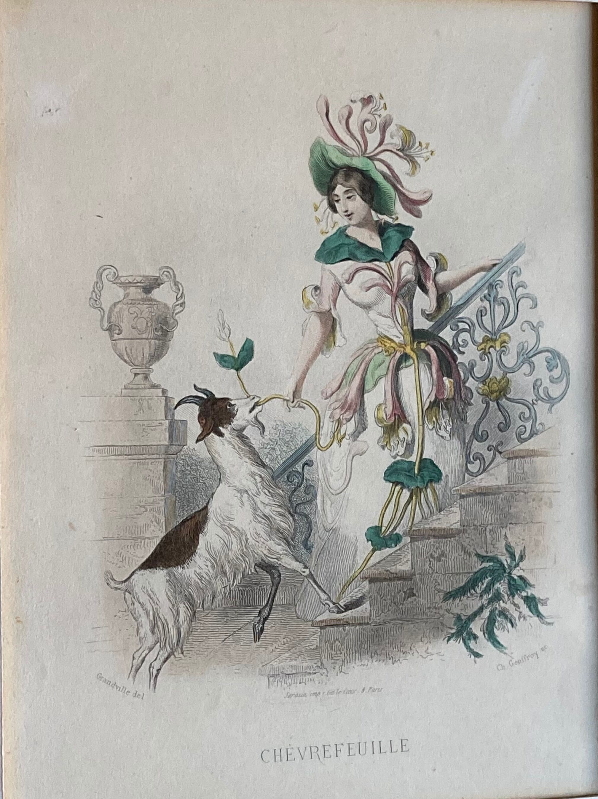 Framed engravings "animated flowers" - JJ Grandville