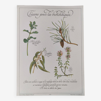 Impression botanique -Tisane du Catarrhe- Gravure de plantes médicinales et herbes