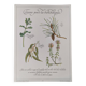 Botanical printing -Catarrh herbal tea- Engraving of medicinal plants and herbs