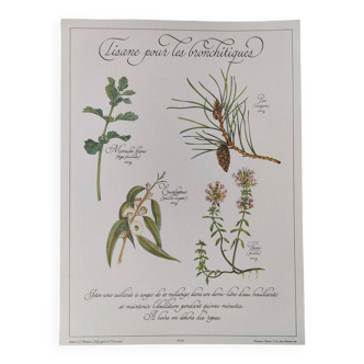 Impression botanique -Tisane du Catarrhe- Gravure de plantes médicinales et herbes