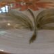 6 flat plates Saint Amand model Isis vintage 1960s 1970s