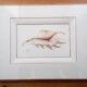 Watercolor signed Romey