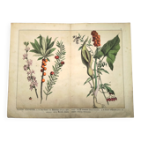 Botanical engraving from 1870 - Bois-Gentil and Yew - Lithograph of a plant