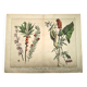 Botanical engraving from 1870 - Bois-Gentil and Yew - Lithograph of a plant