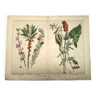 Botanical engraving from 1870 - Bois-Gentil and Yew - Lithograph of a plant