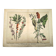 Botanical engraving from 1870 - Bois-Gentil and Yew - Lithograph of a plant