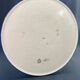 Large circular earthenware dish from Louvière with Longwy style bird decoration