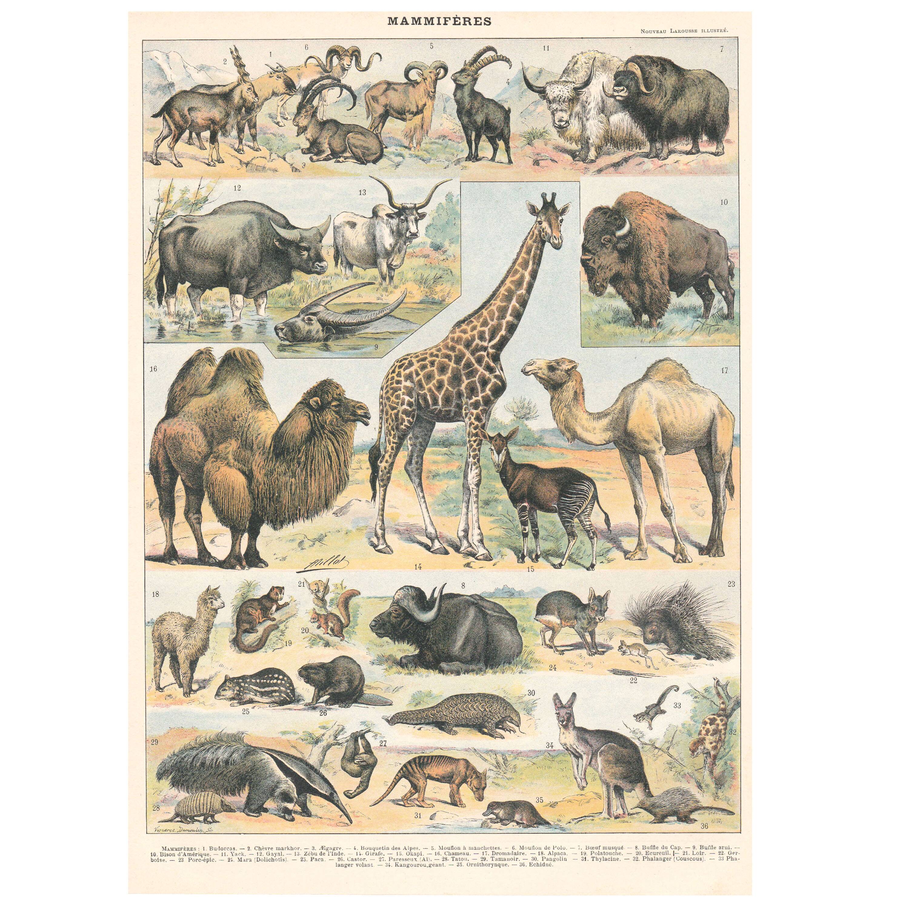 Old plate on mammals 1897