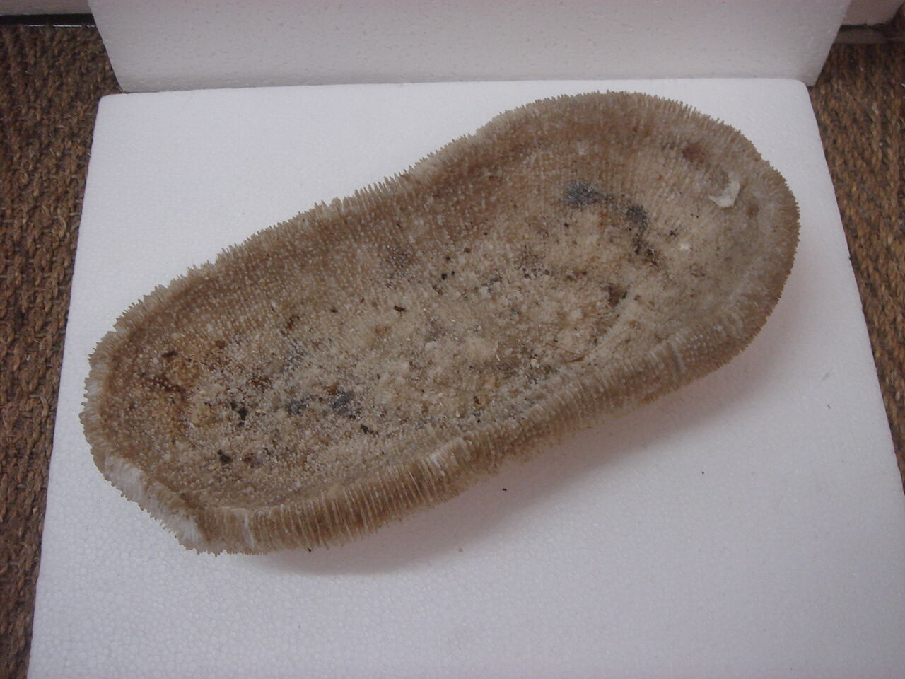 ancient white coral (fungia, coral mushroom)