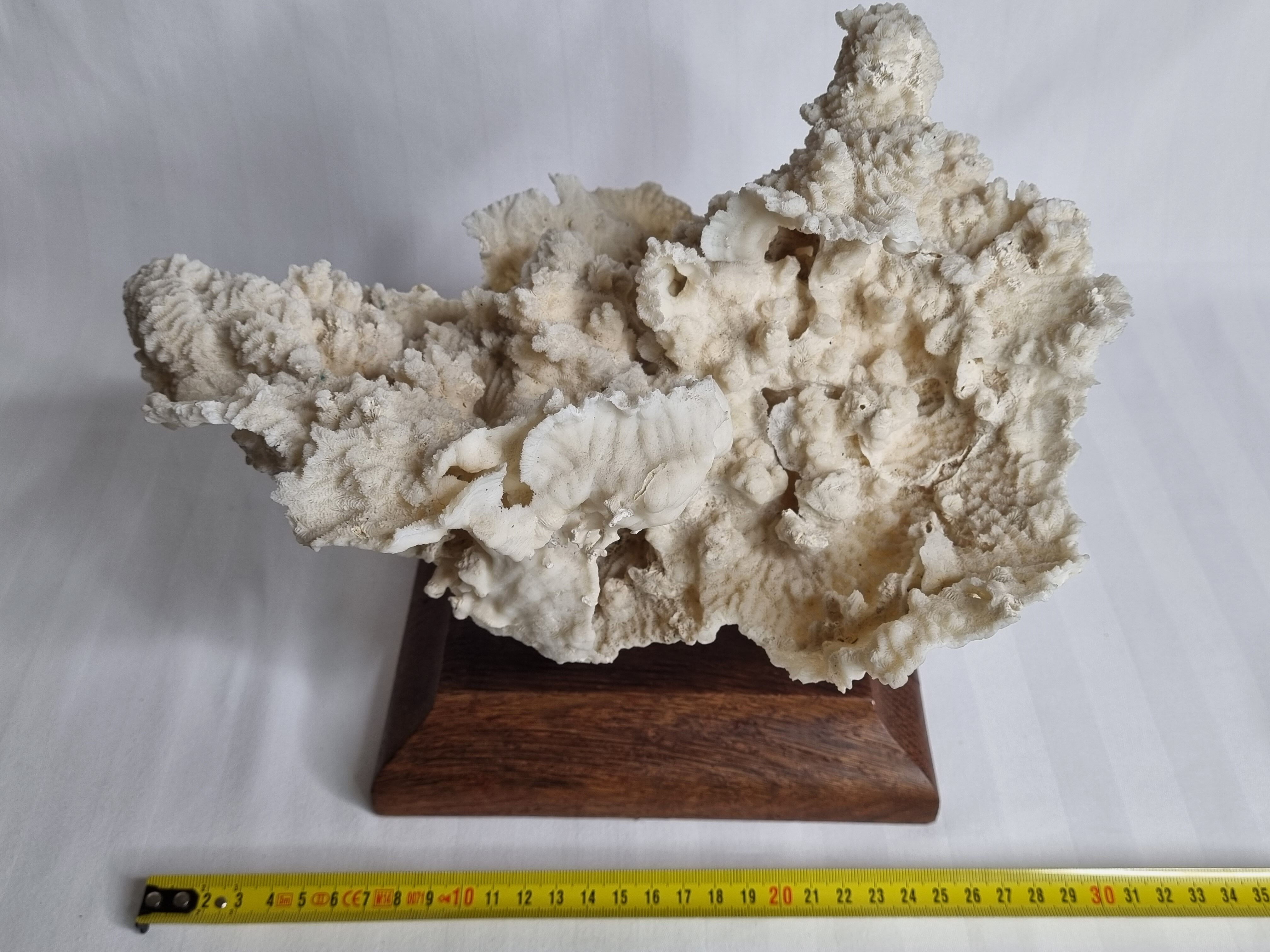 Old whole white coral on solid wood support, 34 cm