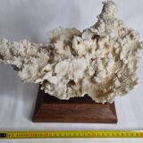 Ancien corail blanc entier sur support en bois massif, 34 cm