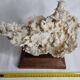 Ancien corail blanc entier sur support en bois massif, 34 cm