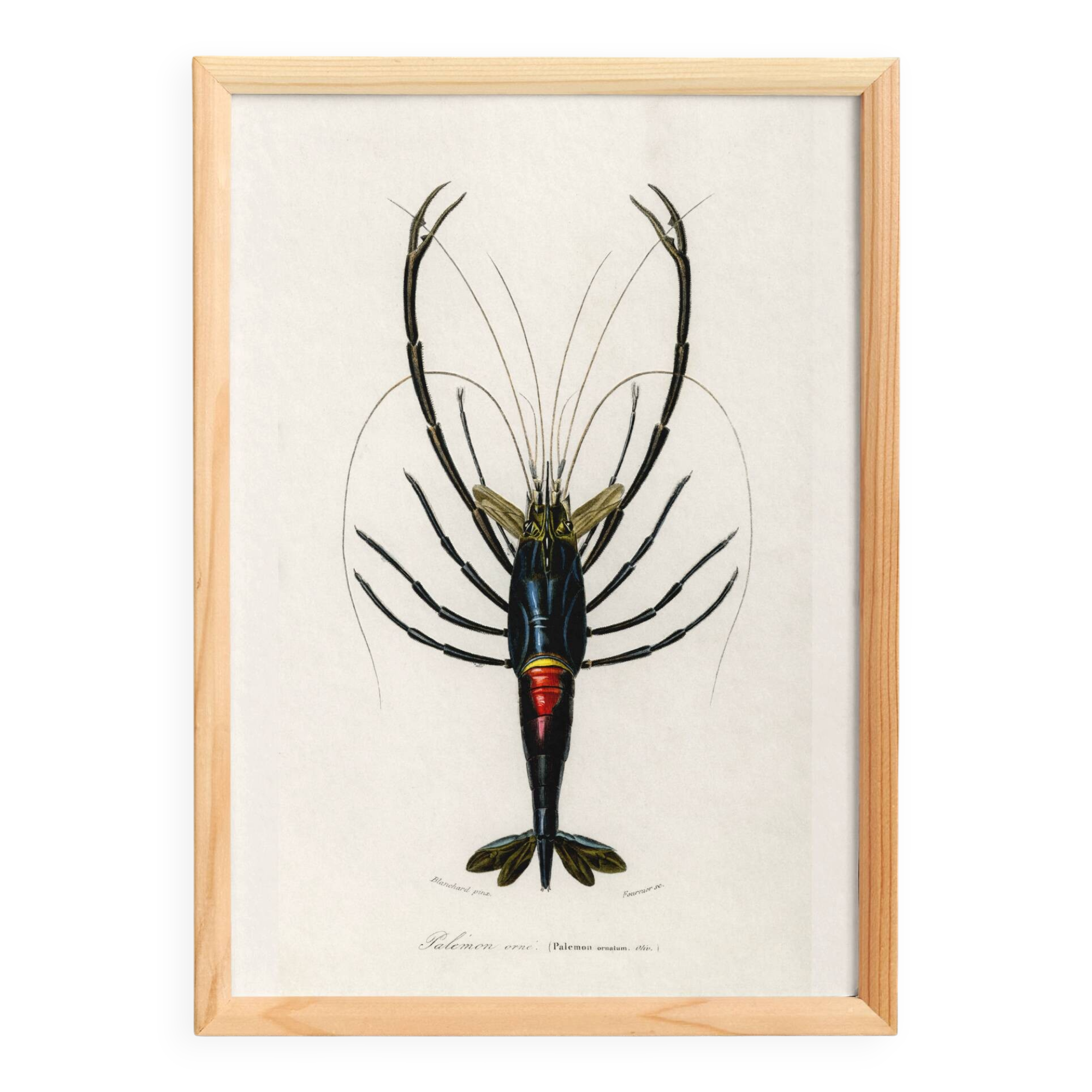 Affiche sur la crevette d'ornement, d’après une gravure ancienne de 1849.