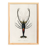 Affiche sur la crevette d'ornement, d’après une gravure ancienne de 1849.