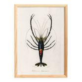 Affiche sur la crevette d'ornement, d’après une gravure ancienne de 1849.