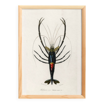 Poster about the ornamental shrimp, based on an old engraving from 1849.