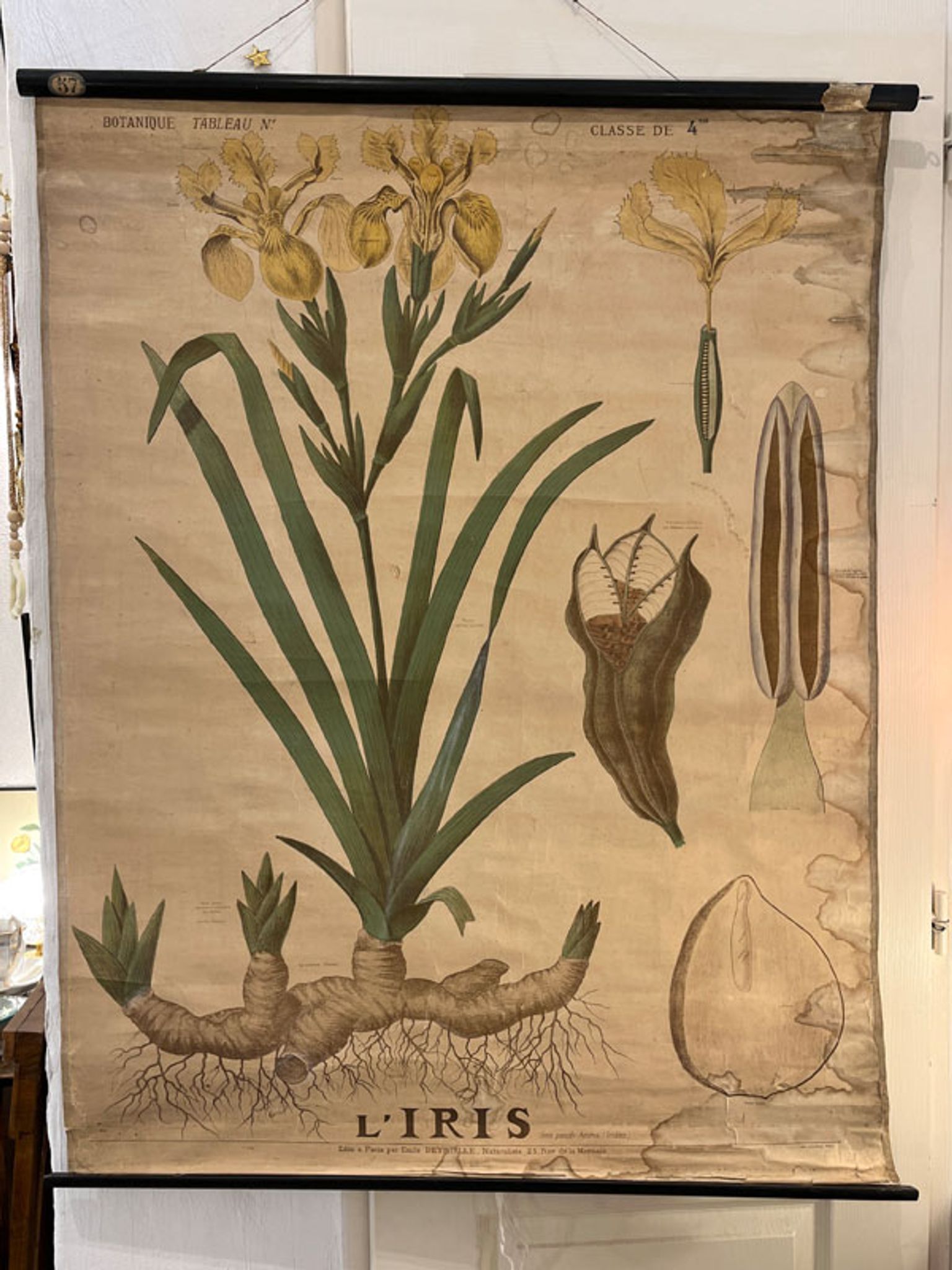 Ancienne planche de botanique de la maison Deyrolle “L’Iris”