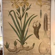 Ancienne planche de botanique de la maison Deyrolle “L’Iris”
