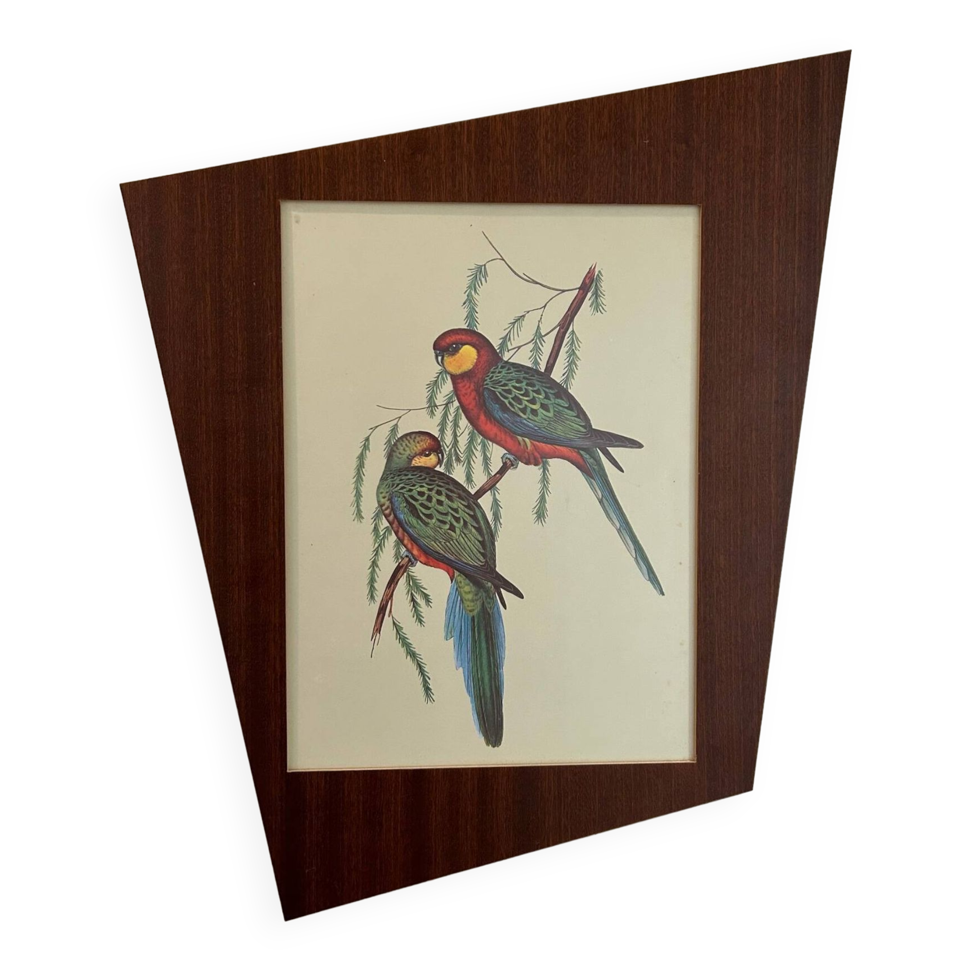 Old parrot lithograph