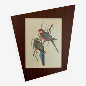 Old parrot lithograph
