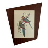 Old parrot lithograph