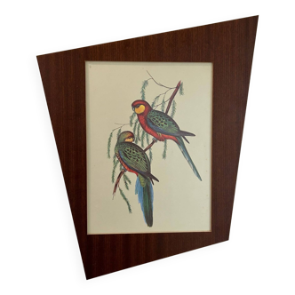 Old parrot lithograph
