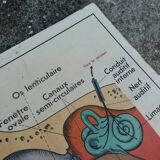 Old MDI school poster, eye-vision & ear-nose
