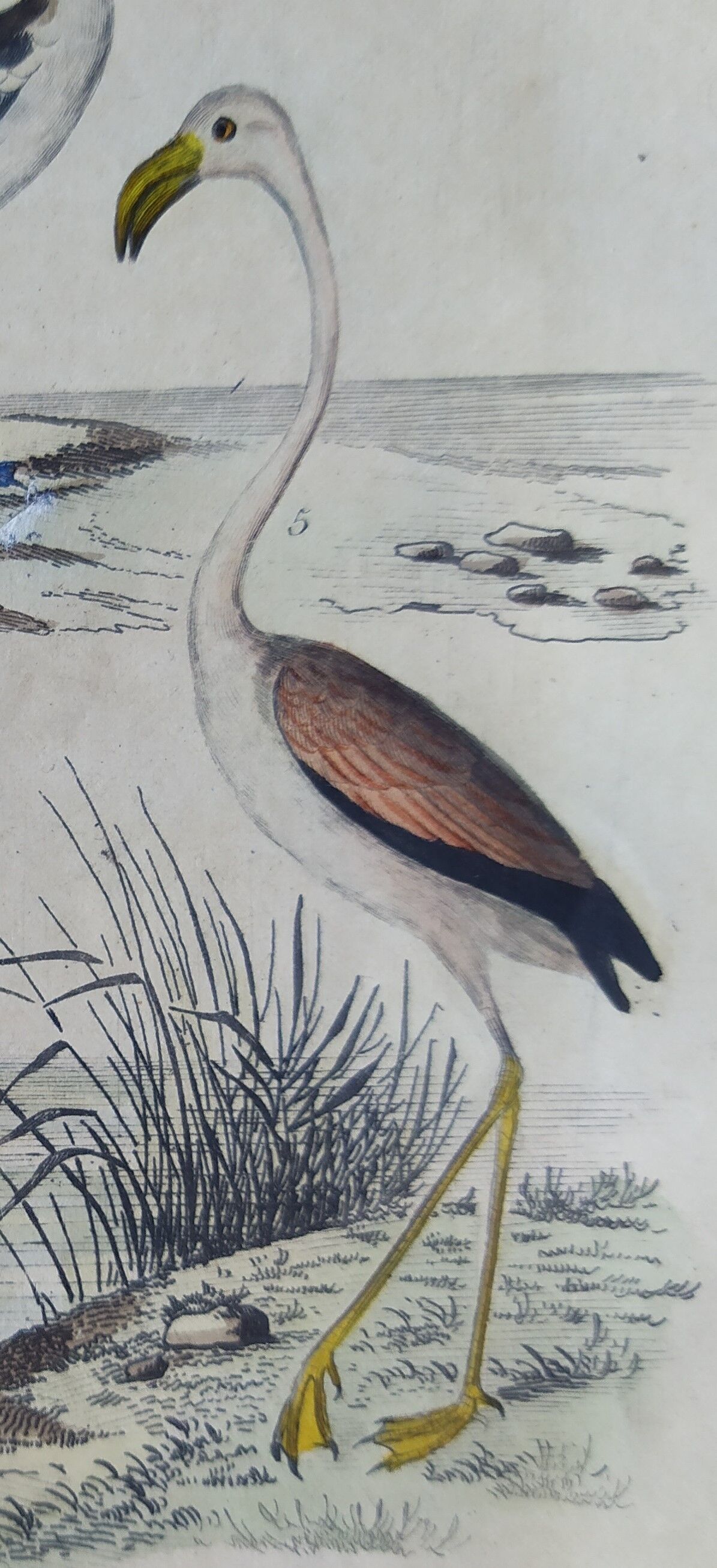 Original ornithological plate "