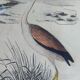 Original ornithological plate "