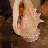 Shell lamp from the 50s