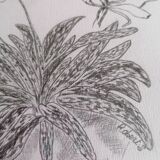 Botanical style orchid drawing.