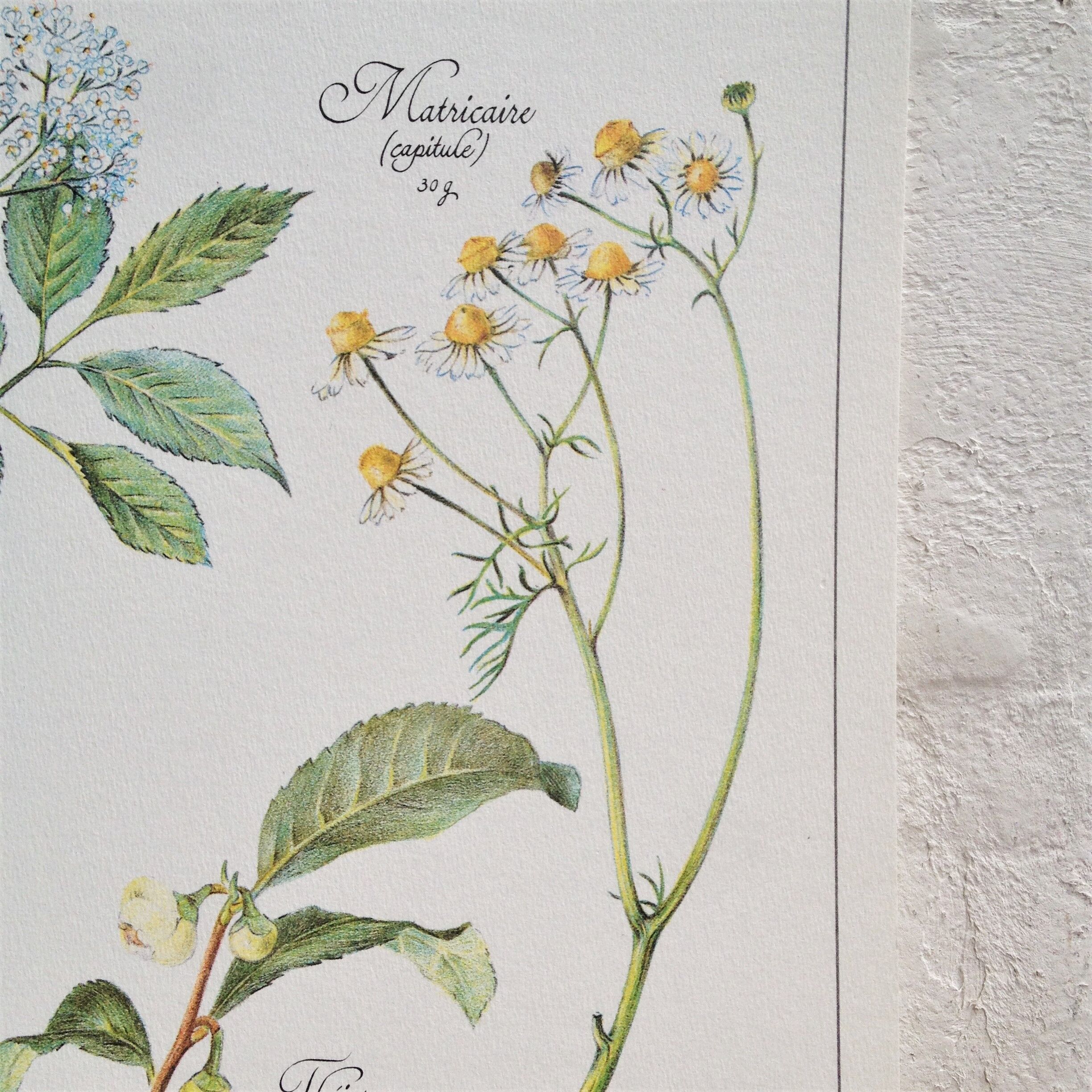 Botanical poster is a tisane