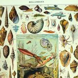 Antique lithograph 1928 - Mollusk, shell, snail, animals