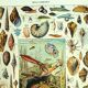 Antique lithograph 1928 - Mollusk, shell, snail, animals