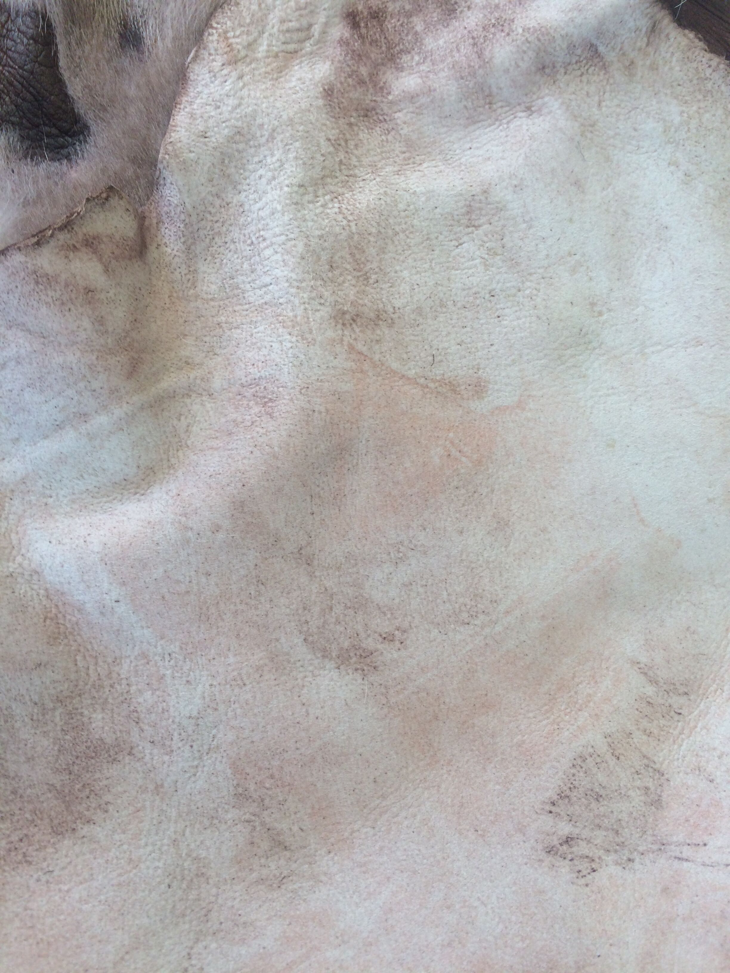 Skin several shades goat