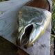 Vintage ICPMO fish tray