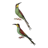 Old illustration - European bee-eater - Zoological and ornithological board from the 70s - Bird
