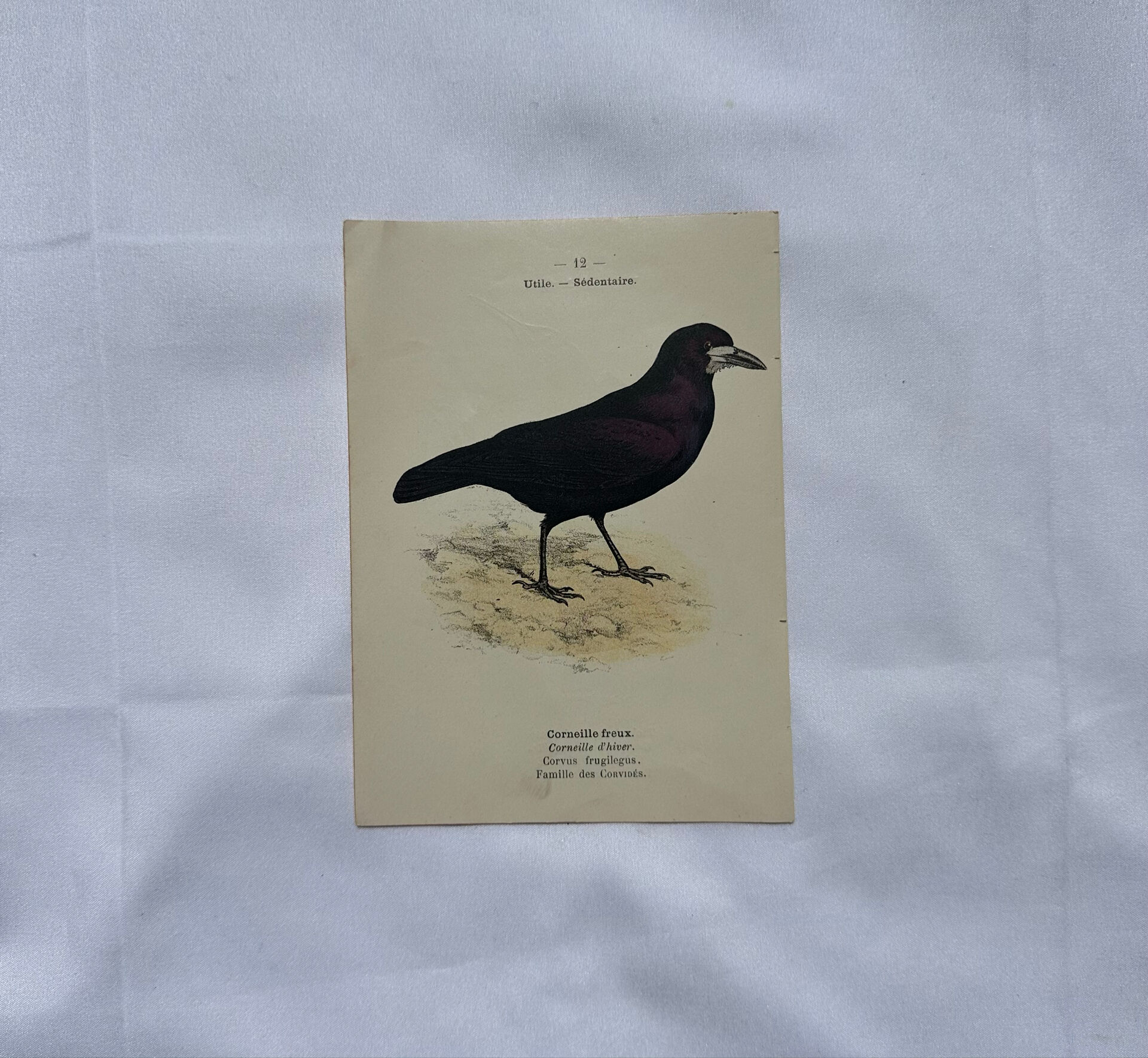 Planche Botanique Gravure oiseaux naturaliste  19eme recto verso  A