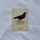 Planche Botanique Gravure oiseaux naturaliste  19eme recto verso  A